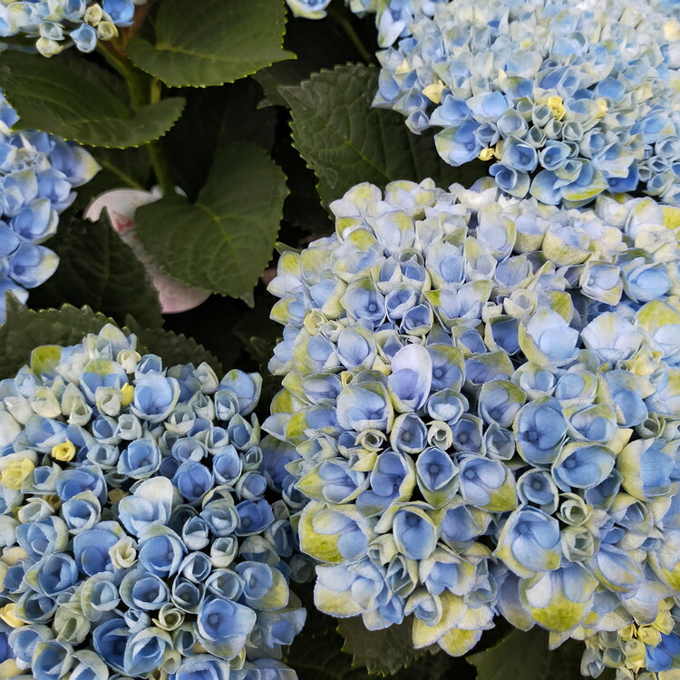 数量限定セール ギフトやご自宅用にも あじさい 鉢植え アジサイ 紫陽花 秋色 秋色アジサイ 品種 ハイドランジア マジカルレボリューション ブルー 8号鉢 色幅あり 紫陽花 あじさい 鉢植え アジサイ 紫陽花 秋色 品種 日本人気超絶の