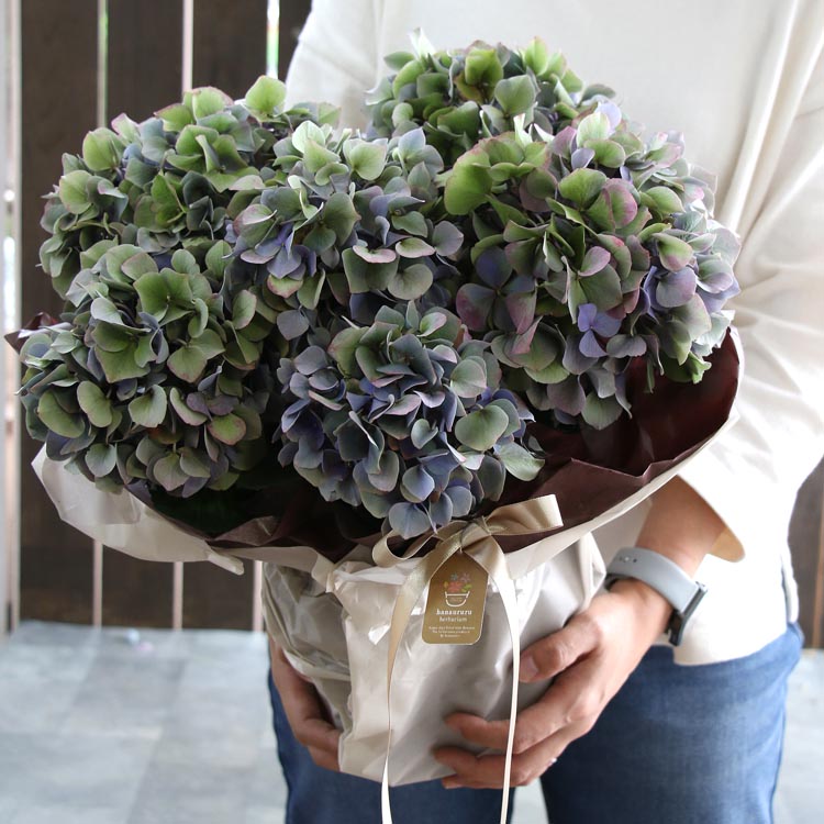 楽天市場 秋色アジサイ 品種 ハイドランジア アドレア ６号鉢 アンティーク 秋色 紫陽花 ハイドランジア あじさい 鉢植え アジサイ 紫陽花 秋色 品種 花うるる 花でうるおう毎日