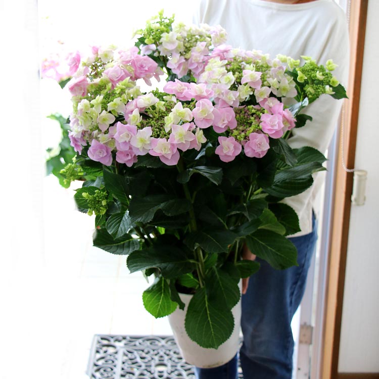 秋色アジサイ 品種 ハイドランジア 巴 ともえ 7号鉢 紫陽花 あじさい 鉢植え アジサイ 紫陽花 秋色 品種 ハイドランジア Fourwallsgallerie Com 秋色アジサイ 品種 ハイドランジア 巴 ともえ 7号鉢 紫陽花 あじさい 鉢植え アジサイ 紫陽花 秋色 品種 ハイドランジア Fourwallsgallerie Com
