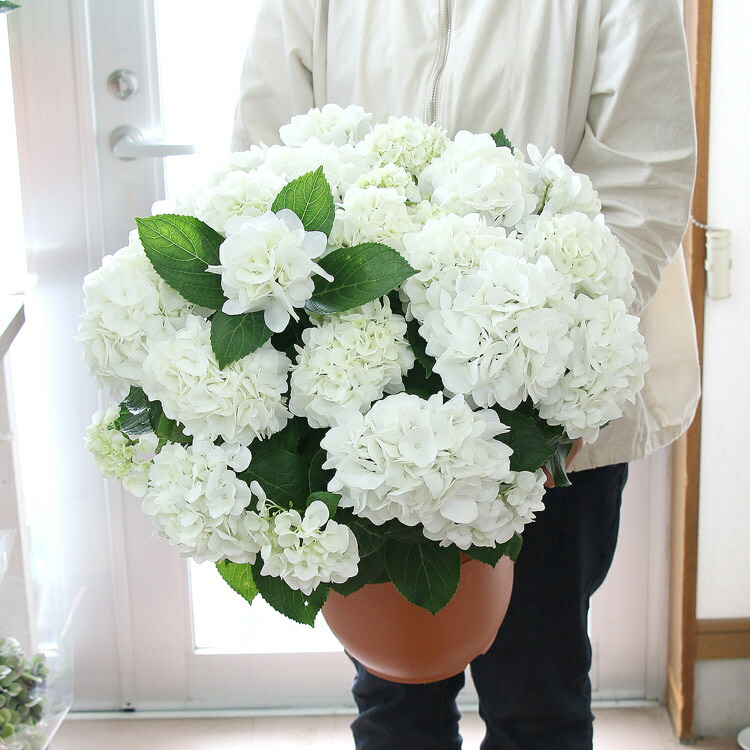 アジサイ 変種 ハイドランジア パール白人種 ナンバー丼鉢 アンティーク 紫陽花 あじさい 鉢植え アジサイ 紫陽花 品種 Byfarstudios Com