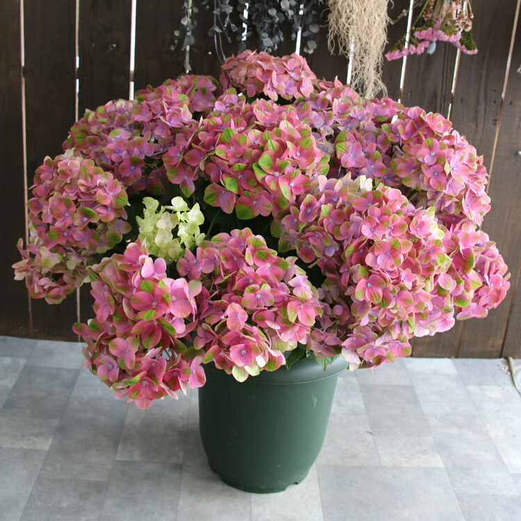色変わりしながら咲く 秋色アジサイ 品種 ハイドランジア グリーンファイヤー 8号鉢 アンティーク アジサイ あじさい 鉢植え アジサイ 紫陽花 Beregszaszietterem Hu