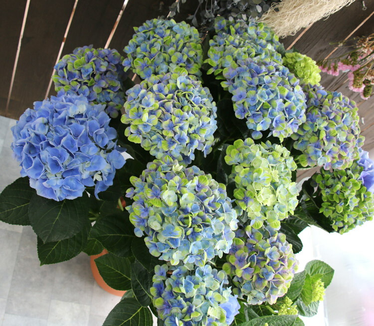 秋色紫陽花 種類 ハイドランジア コーラル 青色家柄 8サイズ丼 色幅あり 紫陽花 あじさい 鉢植え アジサイ 紫陽花 秋色 品種 Lindsaymayphotography Com