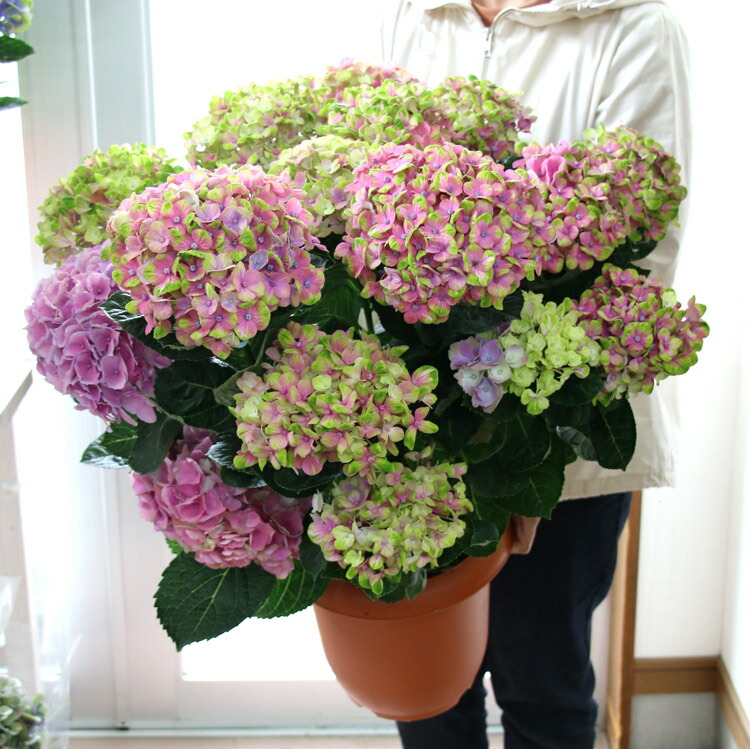 鉢植え 秋色アジサイ 品種 花うるる 花でうるおう毎日 紫陽花 紫陽花 あじさい コーラルピンク 秋色 秋色アジサイ 紫陽花 アジサイ 鉢植え ギフトやご自宅用にも 8号鉢 色幅あり 紫陽花 品種 ハイドランジア 鉢植え アジサイ あじさい