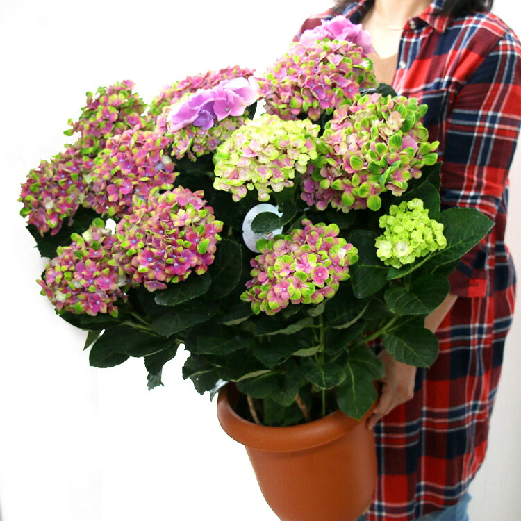 鉢植え 秋色アジサイ 品種 花うるる 花でうるおう毎日 紫陽花 紫陽花 あじさい コーラルピンク 秋色 秋色アジサイ 紫陽花 アジサイ 鉢植え ギフトやご自宅用にも 8号鉢 色幅あり 紫陽花 品種 ハイドランジア 鉢植え アジサイ あじさい