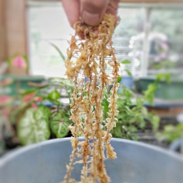 楽天市場 最高品質ミズゴケ 15グラム ハンギング１個分のマルチングに最適 花うるる 花でうるおう毎日