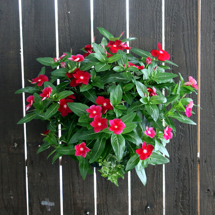 楽天市場 花うるるのハンギング寄せ植え ニチニチソウ リアルレッド シンプル10株植え 開花期 ５ 11月 ビンカ 寄せ植え 夏 ギフト フラワー 玄関 ガーデニング セット 苗 ハンギングバスケット 花うるる 花でうるおう毎日