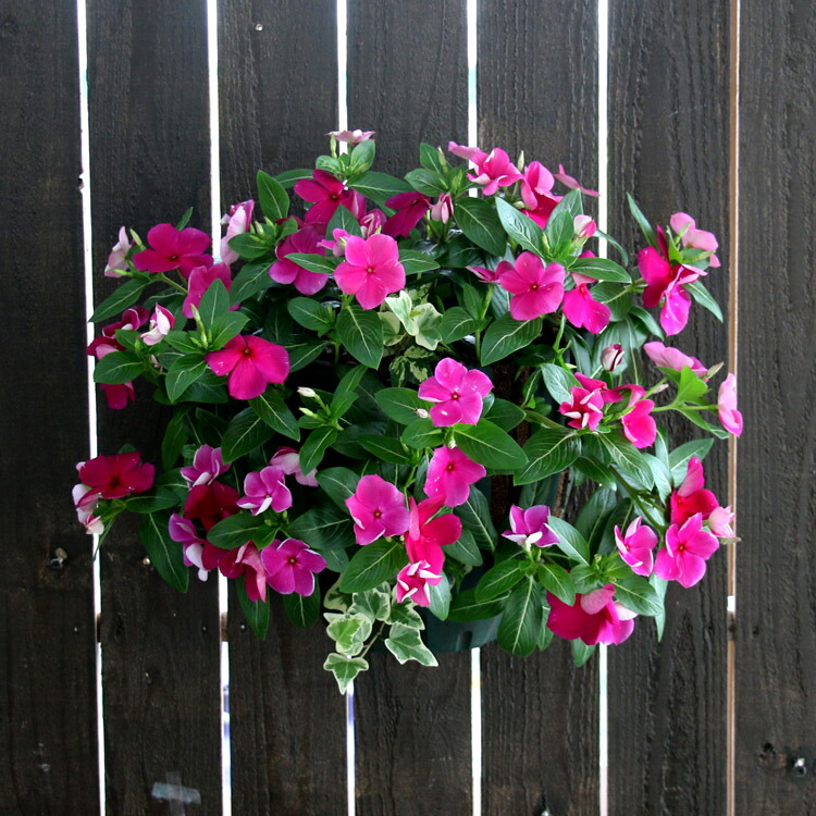 楽天市場 花うるるのハンギング寄せ植え ニチニチソウ バーガンディ シンプル10株植え 開花期 ５ 11月 ビンカ 寄せ植え 夏 ギフト フラワー 玄関 ガーデニング セット 苗 ハンギングバスケット 花うるる 花でうるおう毎日