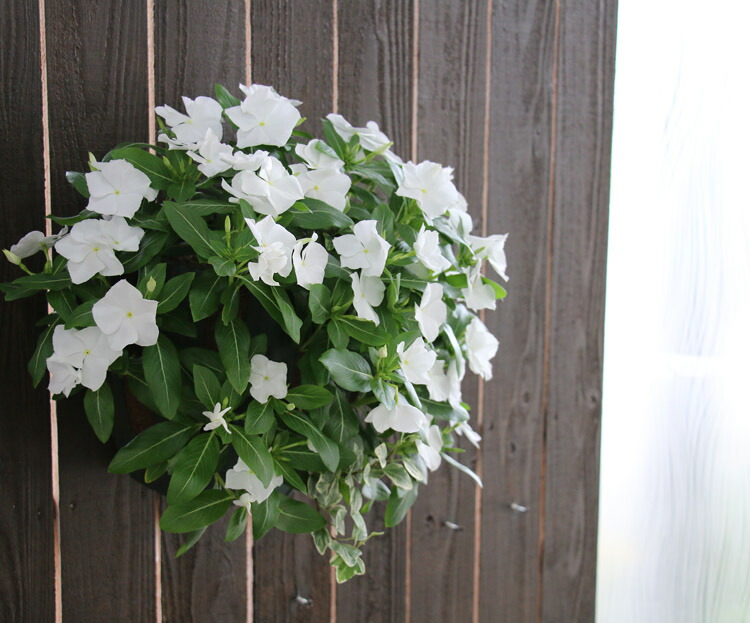 ハンギングバスケット 寄せ植え 夏 買物 秋 ギフトにも 花うるるのハンギング寄せ植え ニチニチソウ ピュアホワイト シンプル10株植え 苗 ギフト セット ビンカ 開花期 ５ 11月 ガーデニング 玄関 フラワー