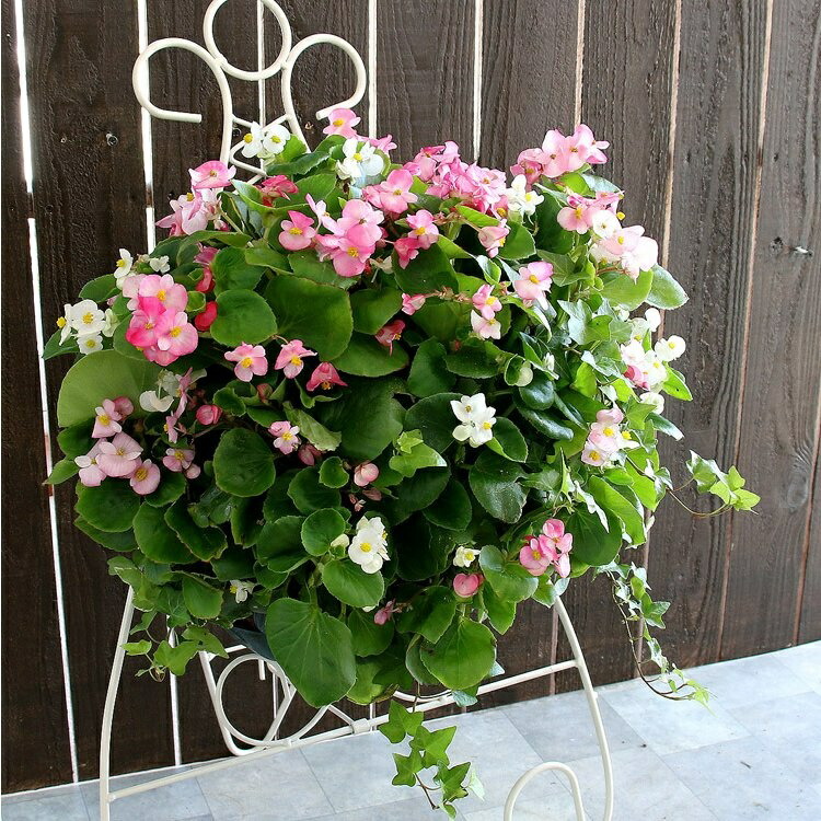 花うるる ボリューム1 5倍 初心者の方にも最適 春 Lサイズ ベゴニアのハンギング寄せ植え ピーチ プレミアム 開花期間 春から晩秋まで 玄関 寄せ植え 開花期間 春から晩秋まで 鉢花 春 寄せ植え セット ギフト 花 玄関 寄植え 鉢植え 壁掛け ハンギング 春 夏 通販