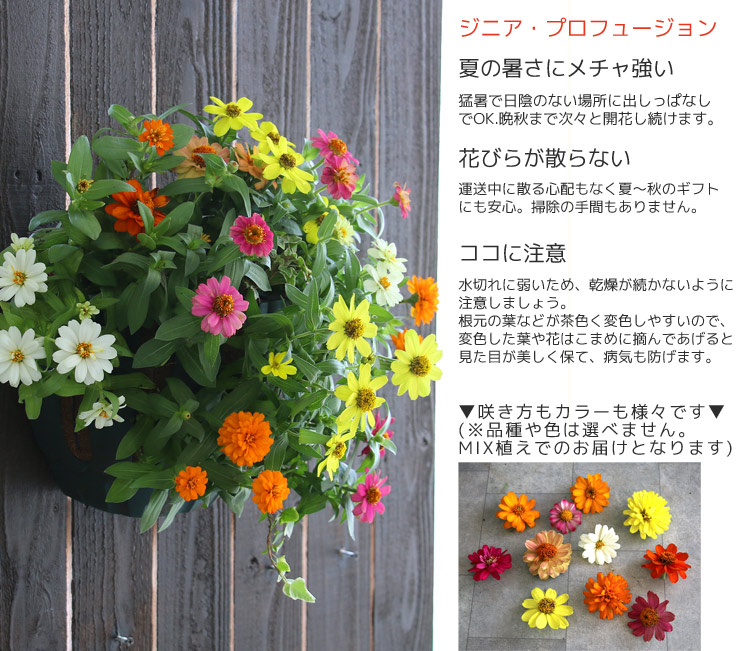 楽天市場 花うるるのハンギング寄せ植え ジニア プロフュージョン カラフルmix シンプル10株植え 開花期 ５ 11月 百日草 寄せ植え 夏 秋 ギフト フラワー 玄関 ガーデニング セット 苗 ハンギングバスケット 花うるる 花でうるおう毎日