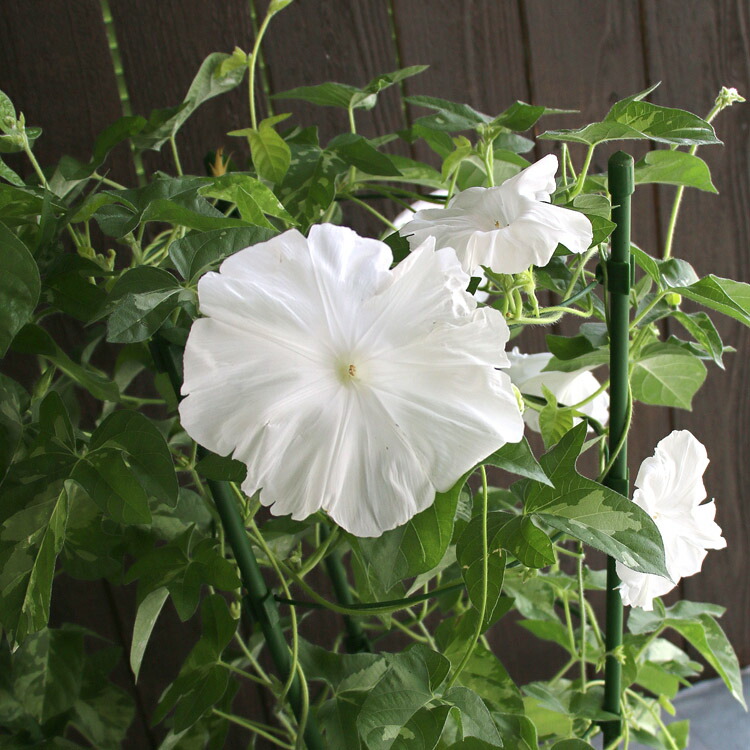 楽天市場 朝顔 アサガオ の行燈 あんどん 仕立て 6号鉢 あさがお 種 鉢植え 苗 鉢 お中元 暁 花うるる 花でうるおう毎日