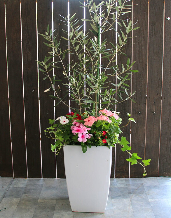 鬼木さんの秋色紫陽花｜押さえる此れから取って置く受け付け中