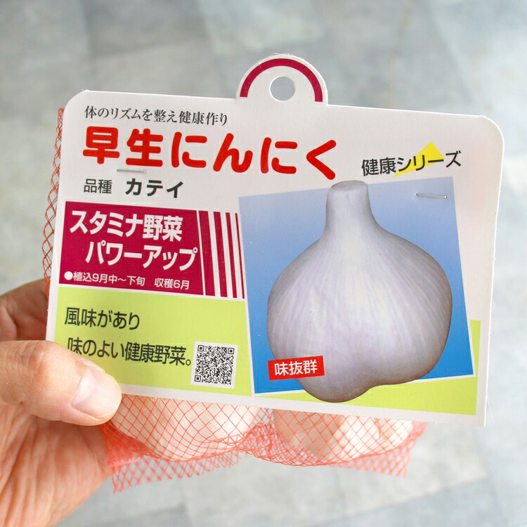 楽天市場】ジャンボニンニク芽出し苗 12ｾﾝﾁﾎﾟｯﾄ 6〜8月収穫