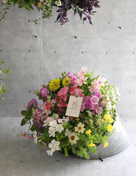 楽天市場 春の寄せ植え 花うるるアレンジ メタルポット 寄せ植え Mサイズ 寄植え ブリキ メタル ハンギング 花束 ギフト プレゼント 新築祝い 結婚祝い 誕生日 玄関 花うるる 花でうるおう毎日