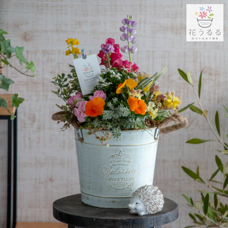 楽天市場 送料無料 ブリキ製プランター寄せ植え 花うるるおまかせアレンジinブリキプランター 選べるプランター 横長 寄せ植え ギフト 玄関 鉢植え セット 春 新築祝い フラワーギフト 誕生日 プレゼント 女性 友人 40代 50代 60代 70代 80代 花 新築祝い