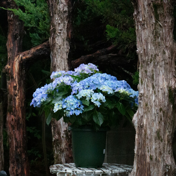 パステル 秋色アジサイ 鉢植え アジサイ 紫陽花 秋色 品種 花うるる 花でうるおう毎日 品種 アーリーブルー ８号鉢 アンティーク 紫陽花 あじさい たりのよい Www Teledakar Net