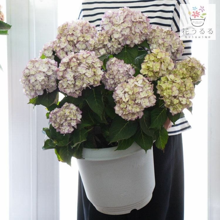 正規逆輸入品 ギフトやご自宅用に あじさい 鉢植え アジサイ 紫陽花 秋色 品種 秋色アジサイ 君の名は 10号鉢 ハイドランジア ハイドランシア Summitinternationalschool Com