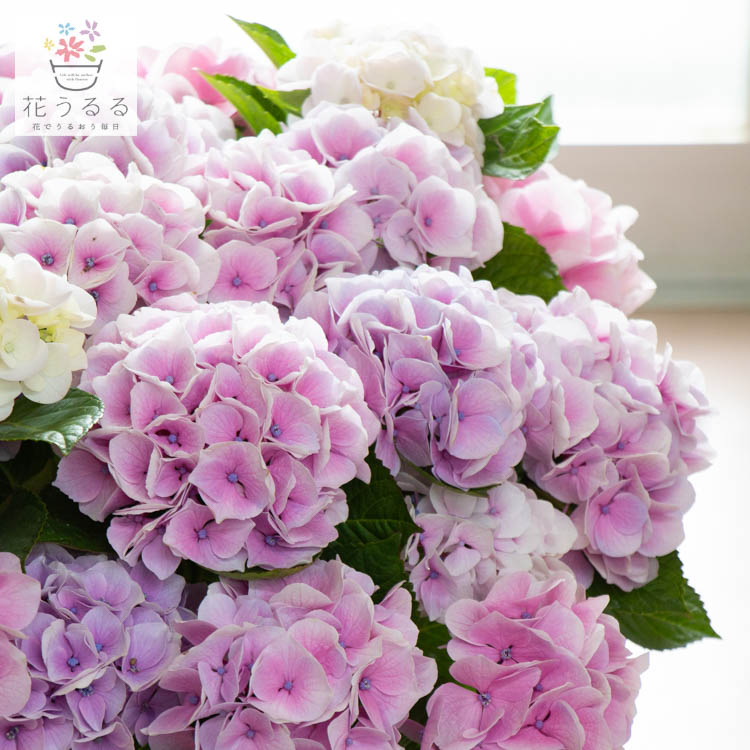 とても レア品種 ハイドランジア 紫陽花 あじさい 鉢植え アジサイ 紫陽花 品種 花うるる 花でうるおう毎日 色変わり アジサイ 品種 コットンキャンディー 8号鉢 ハンキング Www Solmecearthmovers Com とても レア品種 ハイドランジア 紫陽花 あじさい 鉢植え アジサイ 紫陽花 品種 花うるる 花でうるおう毎日 色変わり アジサイ 品種 コットンキャンディー 8号鉢 ハンキング Www Solmecearthmovers Com