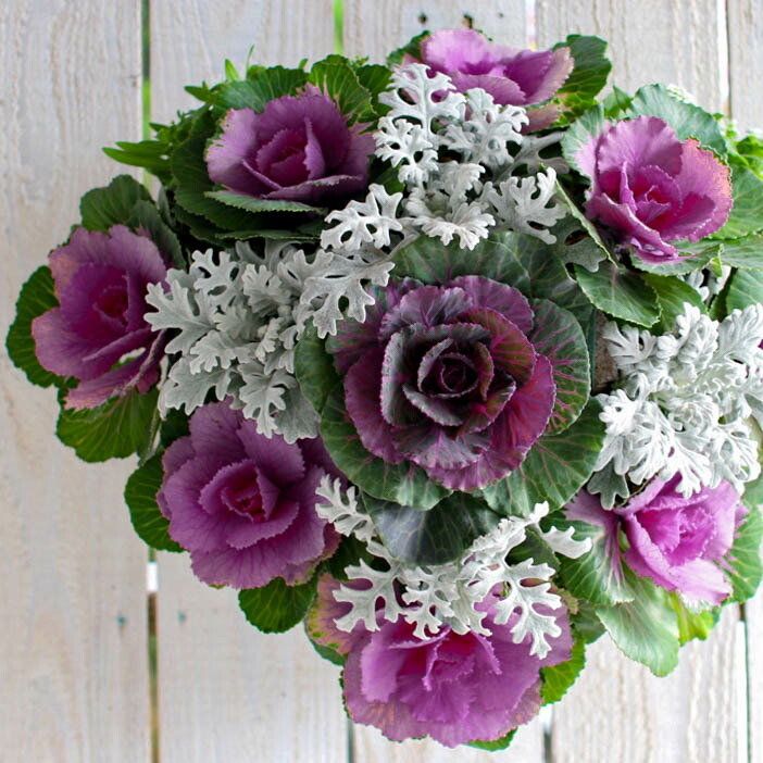 楽天市場】葉牡丹(ハボタン） ローズブーケ オリジナル 7号