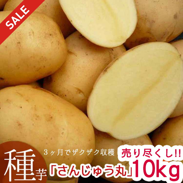【種芋】デジマ 長崎県産 17〜18キロ（20kg袋です）翌日までには発送 予約 品薄＼マツコの知らない世界で特集／秋植え じゃがいも 種