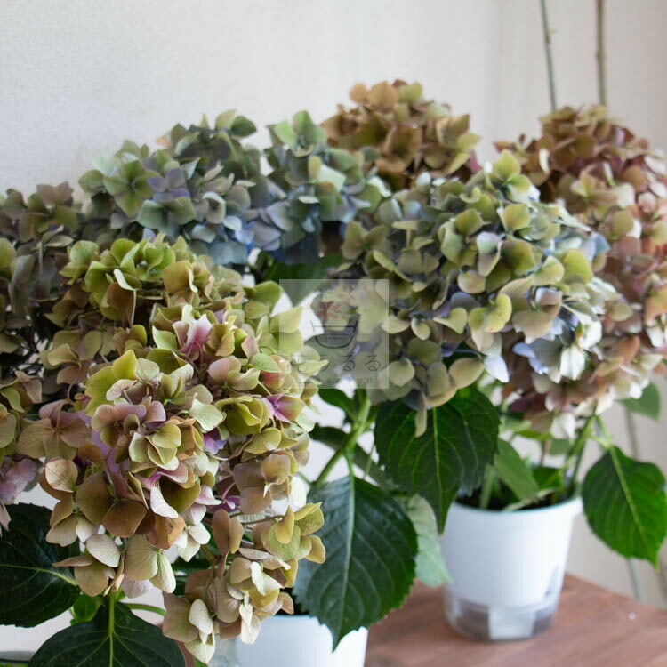 お得❗️ハイドランジア 鉢いっぱいの大きな紫陽花 秋色アジサイ２種2個セット宅急便 お得❗️ハイドランジア 鉢いっぱいの大きな紫陽花 秋色アジサイ