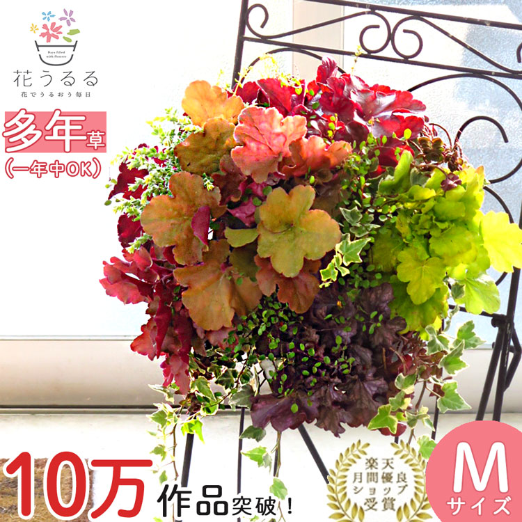 楽天市場】お正月飾り 葉ボタンのハンギングバスケット寄せ植え