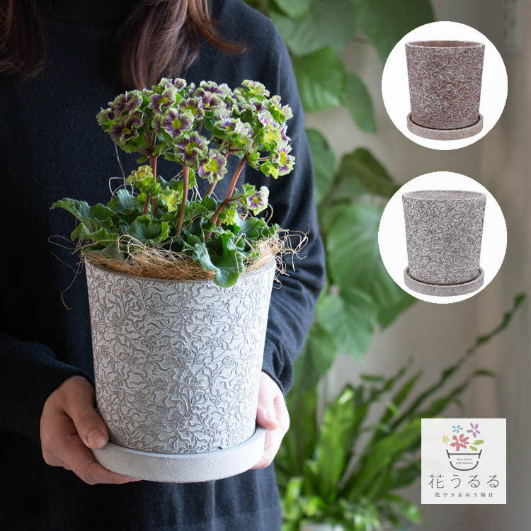 楽天市場】鉢【マドンヌ】(デルキ 植木鉢 プランター ガーデニング雑貨