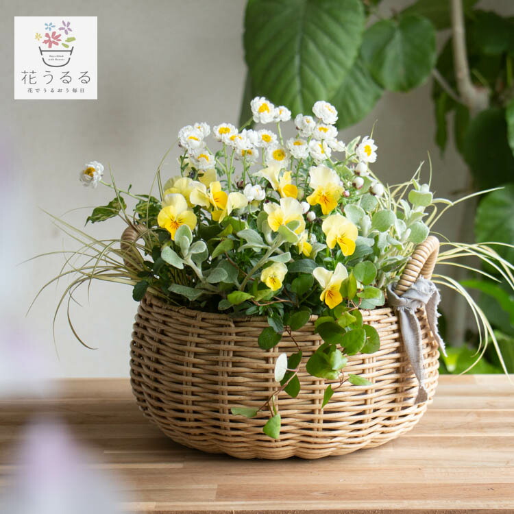 楽天市場】玄関 リース ドライフラワー [イエロー 5237-B]直径25cm