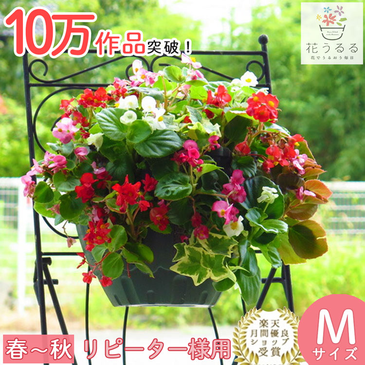 楽天市場】お試し ハンギングバスケット 寄せ植え [ベゴニア版]M