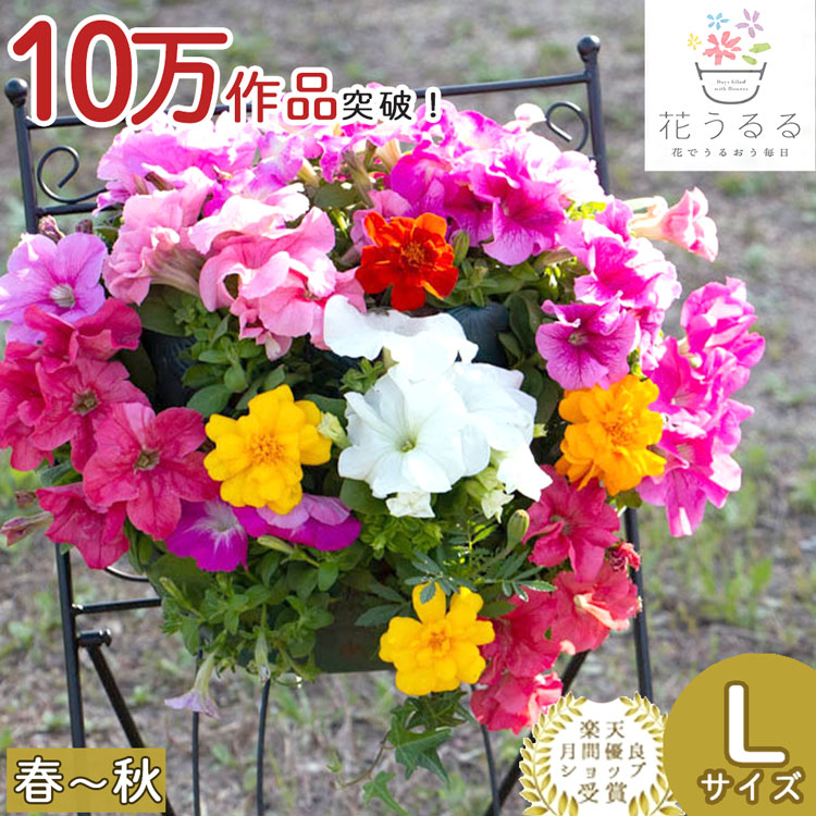 鬼木さんの秋色紫陽花｜制限事項此れから取っておく受け付け中