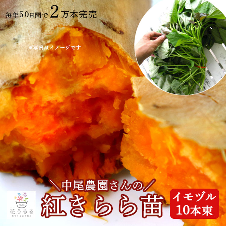 楽天市場】【サツマイモ苗】【べにはるか】芋苗 10本 さつまいも