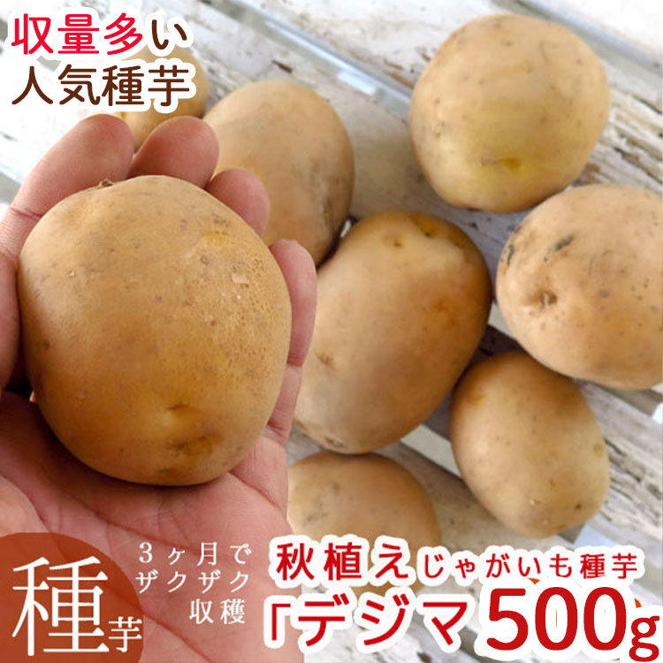 じゃがいも　種芋 デジマ　20kg　証票付き 楽天市場】1kg 種芋 デジマ 混玉 出島 じゃがいも ジャガイモ