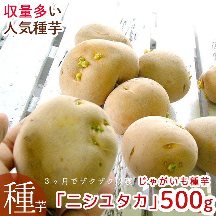 nisiyutaka500g.jpg