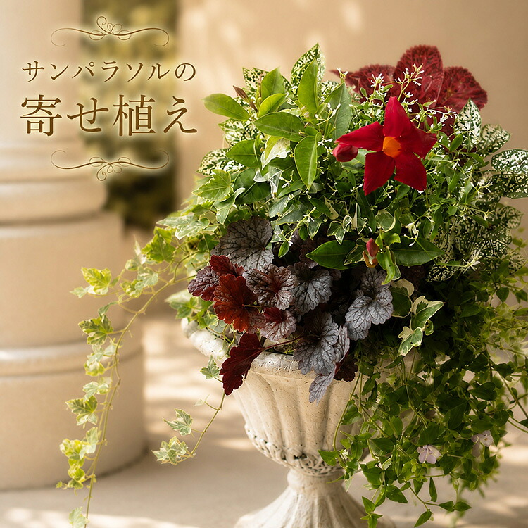 ＼ひと目惚れする、上品な夏の一鉢／【サンパラソルの寄せ植え（アンティーク調スタンドカップ鉢）】エレガント 鉢色選べる 完成品 夏 秋 誕生日 ギフト プレゼント 女性 花苗 寄せ植え セット 鉢植え おしゃれ 玄関先 ベランダ ガーデニング お祝い 贈り物 サントリー｜花うるる～花でうるおう毎日