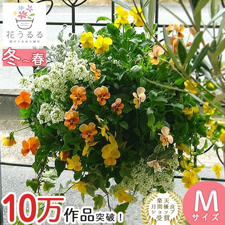 楽天市場】ビオラのハンギングバスケット寄せ植え [イエロー] Mサイズ