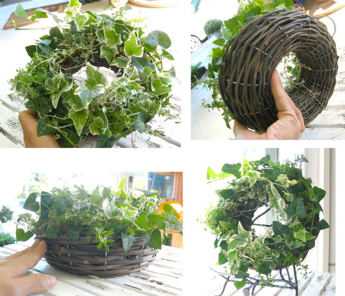 ヒルナンデスでスクリプト芝居が引合す 送料無料 生きてるアイビーのナチュラル 指環 S号数 室内 表 ご住家目当 付届に 貸しつけ ジャングル内装 玄関 ヘデラ 苗 キヅタ ツタ 観葉植物 リース 降誕デイ 各種 御祝賀会 御目出度祝い リース 出生祝い 祝事 貢物 プレゼント