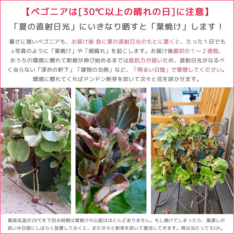 楽天市場 ベゴニアのハンギングバスケット寄せ植え カラフルmix シンプル 開花期間 春から晩秋まで 玄関 寄せ植え 春 寄せ植え セット ギフト 花 寄植え 鉢植え 壁掛け 春 夏 通販 花うるる 花でうるおう毎日