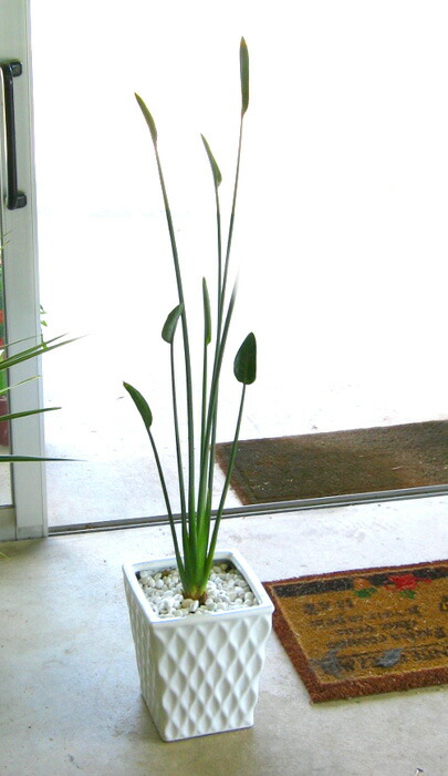 楽天市場 希少品薄 ポイント10倍 送料無料 今一番トレンドの観葉 極小葉のオーガスタ ストレリチア ノンリーフ 高さ100cm前後 観葉植物寄せ植え インテリア ストレチア レギネ ノーリーフ 10p05sep15 花うるる 花でうるおう毎日