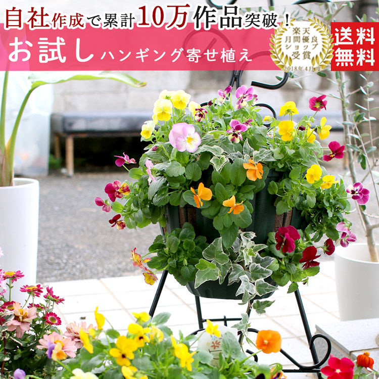 楽天市場】鉢【アンゲルス】(植木鉢 プランター ガーデニング雑貨