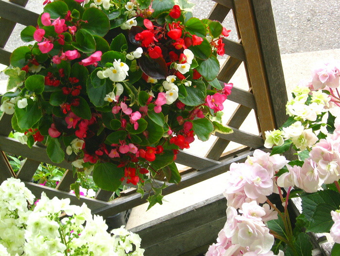 L大きさ ベゴニアのハンギング寄せ植え Lサイズ Mix 開華継続期間 スプリングから晩秋まで 房戸 寄せ植え 春 寄せ植え ひとそろい 贈答品 花 玄関 寄植え 鉢植え 修飾 ハンギング 春 炎節 通販 Acilemat Com