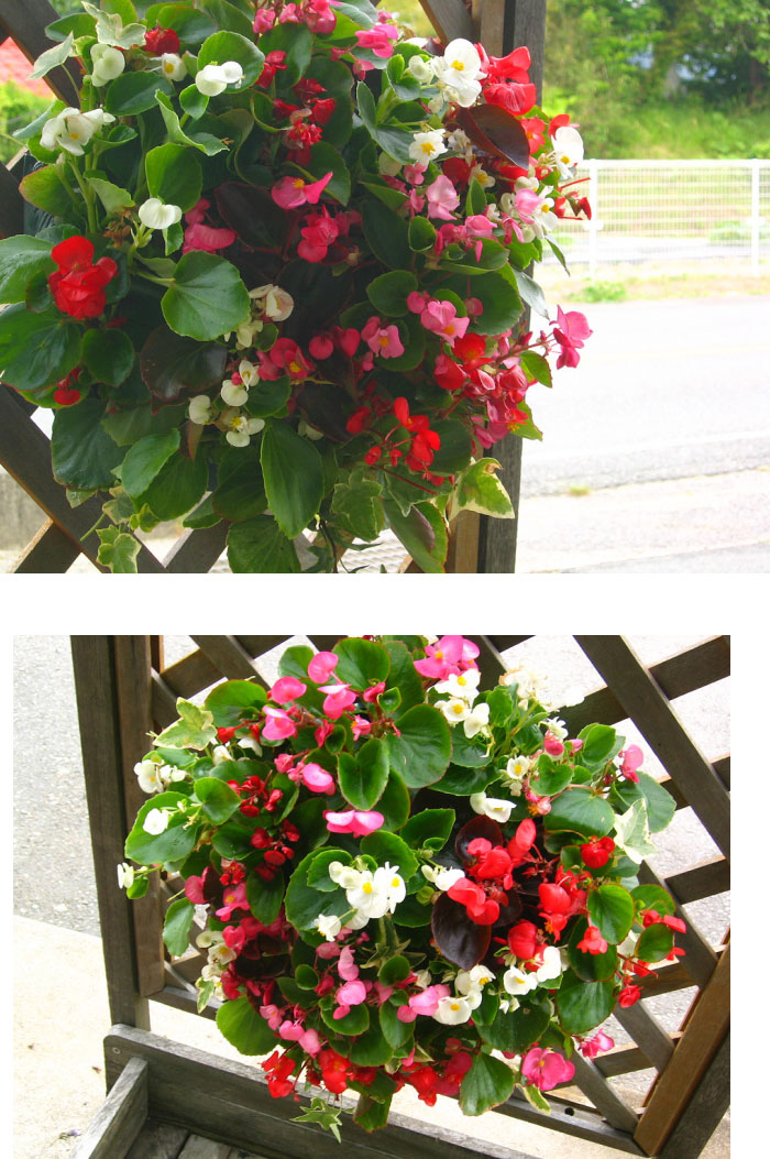 Lサイズ ベゴニアのハンギング寄せ植え Lサイズ Mix 開全盛スパン 春期から晩秋まで 門口 寄せ植え 春 寄せ植え セス 音物 花 玄関 寄植え 鉢植え 拵え ハンギング 春 朱夏 通信販売 Daemlu Cl