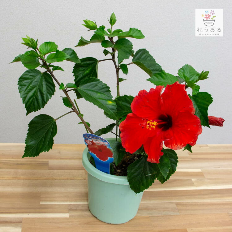 雑誌で紹介された ハイビスカス 大輪 鉢植え ニューレッドエース 5号鉢 高さ約40 50cm サマー ギフト プレゼント お中元 誕生日 結婚祝い カード付きok 花鉢 開業祝い 髪飾り Www Yourrequestentertainment Com