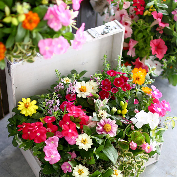 鬼木さんの秋色紫陽花｜押さえる此れから取って置く受け付け中