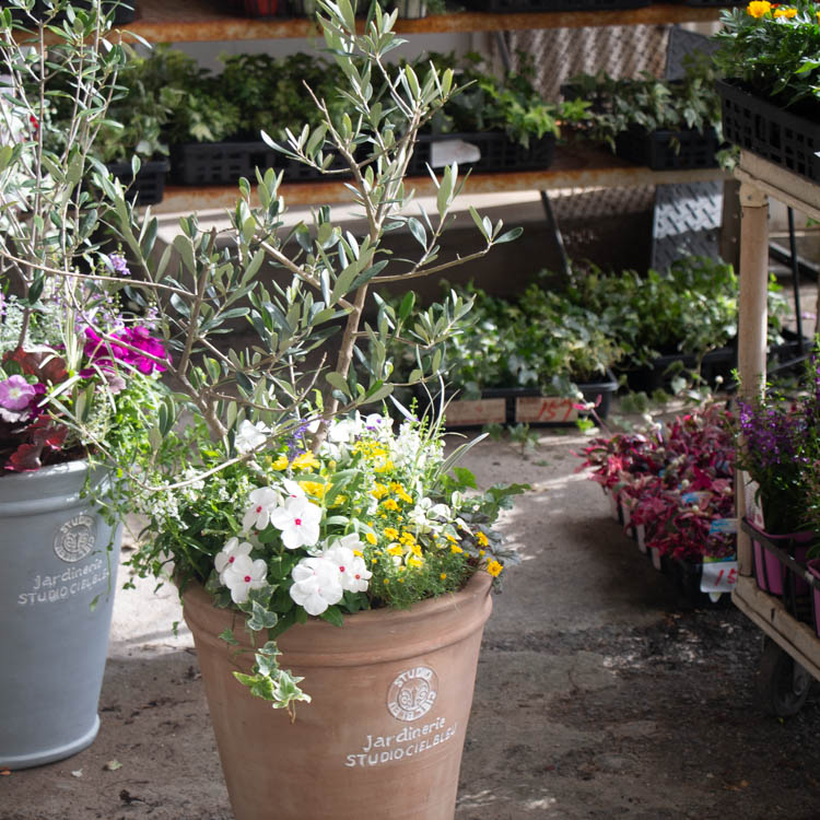 えやハンギ 「オリーブの木 〜季節の花を寄せ植え（イエローＬ・レクーレ）」(オリーブ 鉢植え 開店祝い 店舗 メインツリー シンボルツリー 寄せ植え  玄関先 おしゃれ フラワー ギフト ガーデニング おまかせ - shineray.com.br