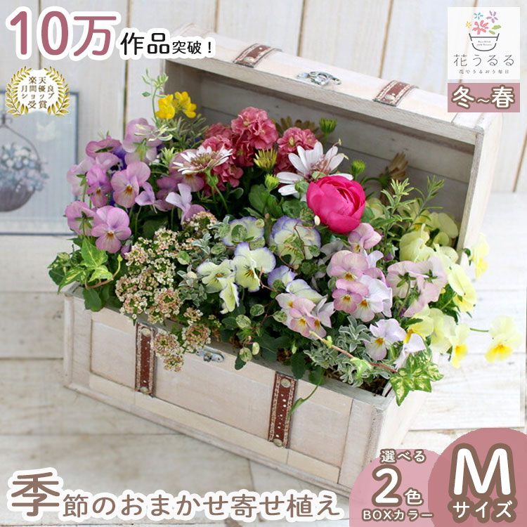 楽天市場】【送料無料】花うるる おまかせ 寄せ植え トレジャーBOX [M