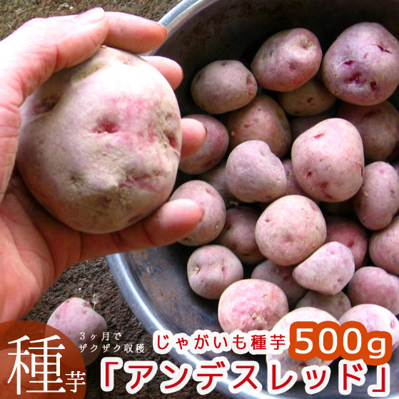 楽天市場】予約 品薄＼マツコの知らない世界で特集／秋植え