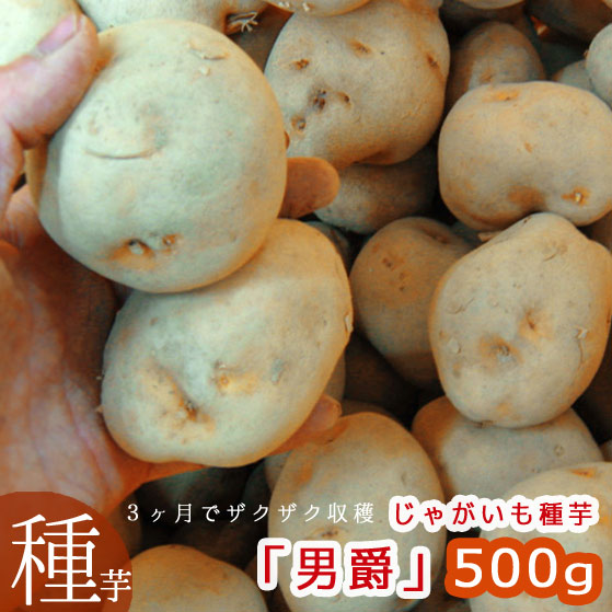 楽天市場】＼売り尽くし／じゃがいも 種芋 10kg 送料無料 マツコの知ら