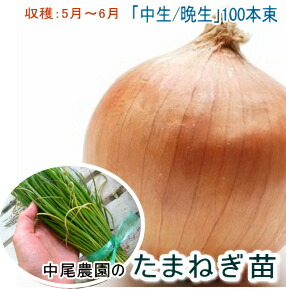 楽天市場】【送料無料】玉ねぎ抜き苗 品種：ソニック ( 早生 ) 野菜の