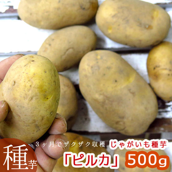 楽天市場 じゃがいも 種芋 種イモ ピルカ 500g 北海道産 検査合格済 苗 種 ばれいしょ ジャガイモ 家庭菜園 苗 花うるる 花でうるおう毎日