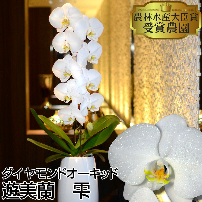 楽天市場 ダイヤモンドオーキッド 雫 胡蝶蘭1本立ち 蘭で美しく遊ぶ遊美蘭シリーズ 本州送料無料 胡蝶蘭専門店 はなやか
